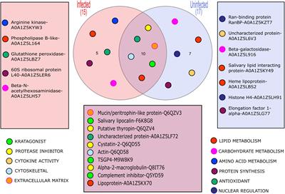 A simple non-invasive method to collect soft tick saliva reveals differences in Ornithodoros moubata saliva composition between ticks infected and uninfected with Borrelia duttonii spirochetes